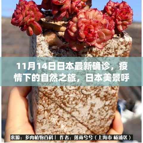 日本疫情下的自然之旅,美景呼唤心灵之旅的最新确诊报告