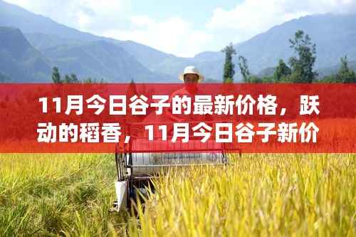 跃动的稻香，揭秘谷子新价格背后的励志故事与最新行情
