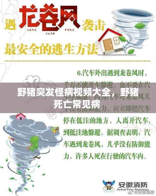 野猪突发怪病视频大全，野猪死亡常见病 
