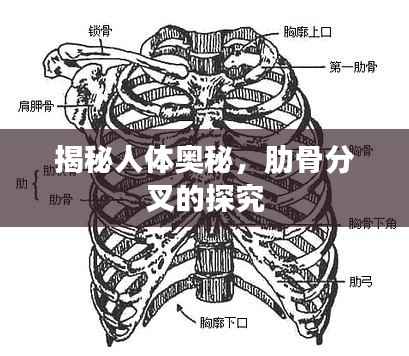 揭秘人体奥秘,肋骨分叉的探究