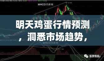 明天鸡蛋行情预测,洞悉市场趋势,轻松把握商机