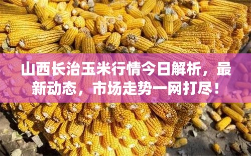 山西长治玉米行情今日解析,最新动态,市场走势一网打尽!
